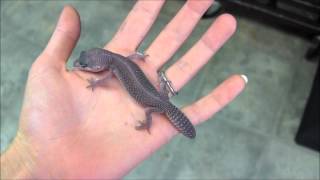 Coupons for reptiles by mack