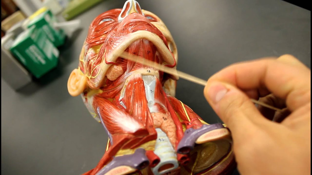 MUSCULAR SYSTEM ANATOMY:Muscles of the neck model description - YouTube