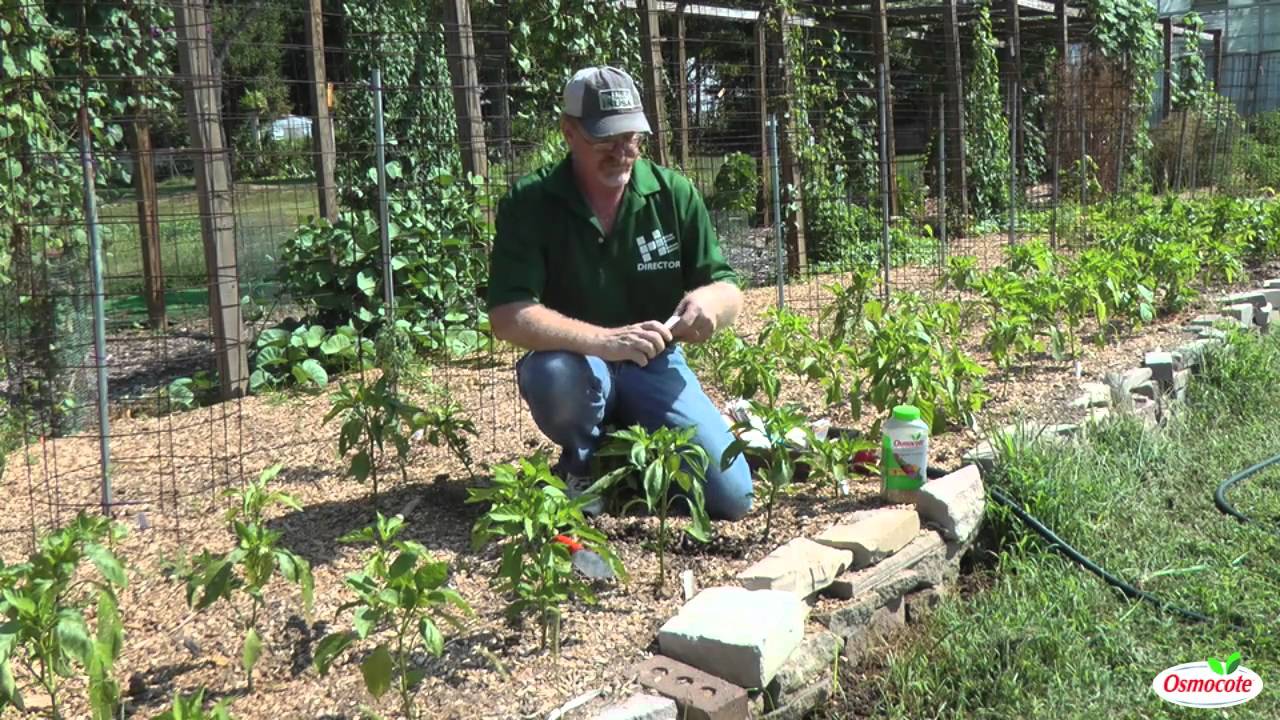 How to Grow Beets YouTube