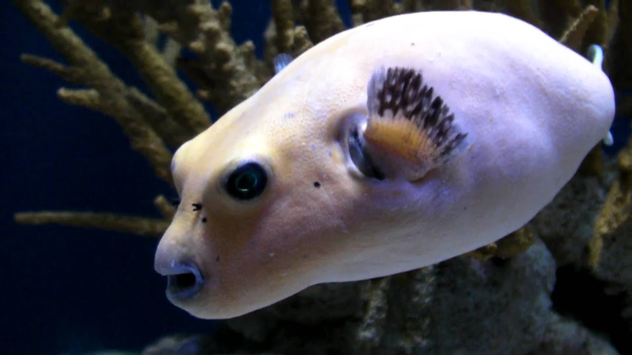 dog faced puffer fish - YouTube