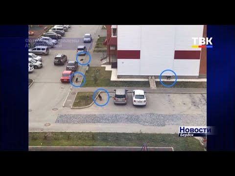 В Бердске собака напала на ребенка в микрорайоне Космический