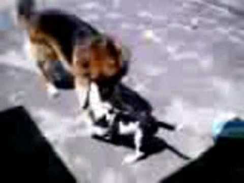 Pastor Aleman VS Pitbull - German shepherd VS Pitbull - YouTube Pastor Aleman VS Pitbull - German shepherd VS Pitbull - YouTube