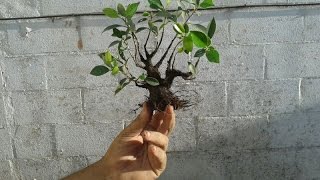 Cómo hacer un mini bonsai 