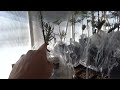 Grafting Conifers Aftercare 2 of 2