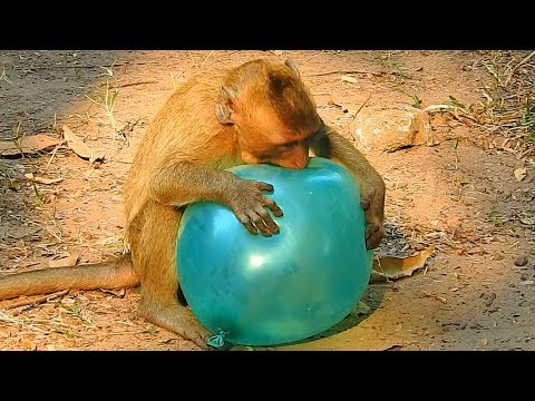 FUNNY MONKEY !!! Small Monkey Brutus Jr Try To Boom Balloon | Brutus Jr Hungry Try Not Laugh