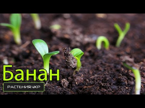 Выращиваем пальму из семян в домашних условиях Выращиваем пальму из семян в домашних условиях
