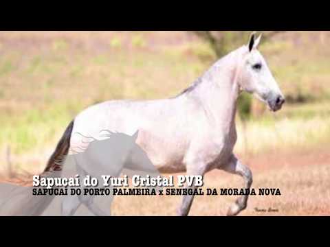ÉGUA DA SEMANA - SAPUCAÍ DO YURI CRISTAL PVB - MANGALARGA MARCHADOR