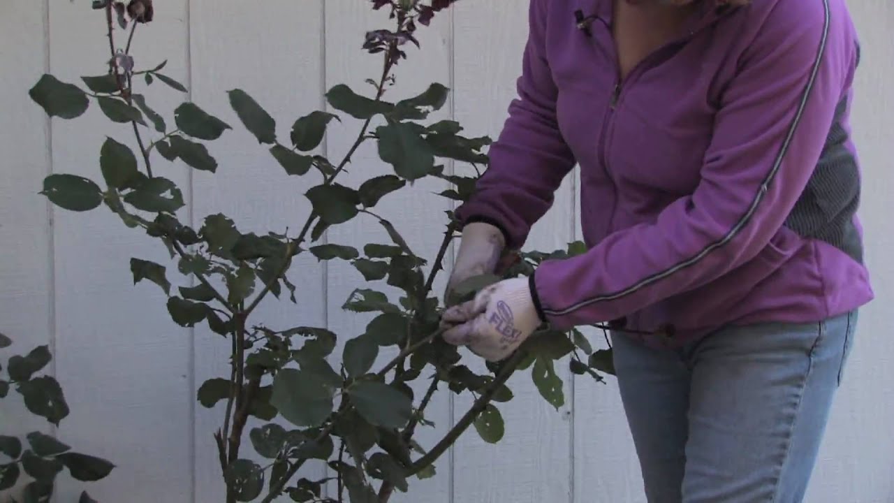 When And How To Prune Climbing Rose Bushes - Pruning Climbing Roses Over Arch