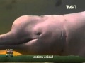 le dauphin rose d'Amazonie , le boto une espèce en voie de disparition
