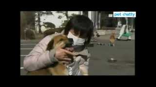 Tsunami dog reunited with owner in Japan