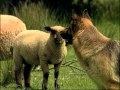 Le Berger Allemand : Origine, personnalité, éducation, santé, hygiène, comportement, choix du chiot
