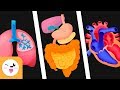 Los sistemas del cuerpo humano para ni?os - Sistema circulatorio, digestivo y respiratorio