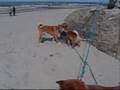 shiba from hillock snowy en balade