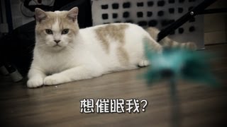 Hay&Pet - 點樣對付過萬條貓毛