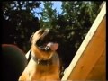 Homeward Bound II Lost in San Francisco UK VHS Trailer