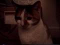 Star Cat - A