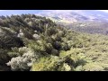 Wingsuit - lot tuż nad drzewami