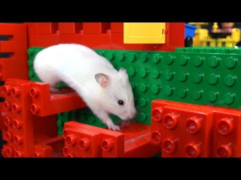 My Funny Pet Hamster in Lego Obstacle Course