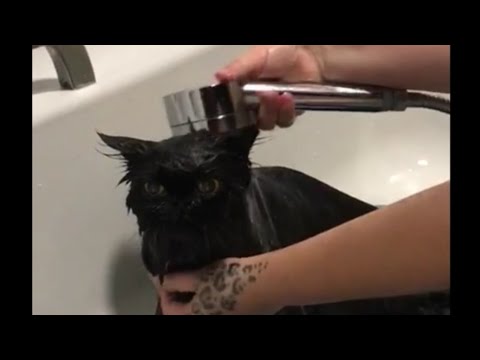 Cat Bathe - Persian Cat Grooming Bath - Funny Video #15