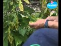 Comment detecter une carence de Magnesium d'une plante