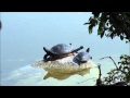 Funny Turtles at The Morikami Gardens, Delray Beach, FL album artwork