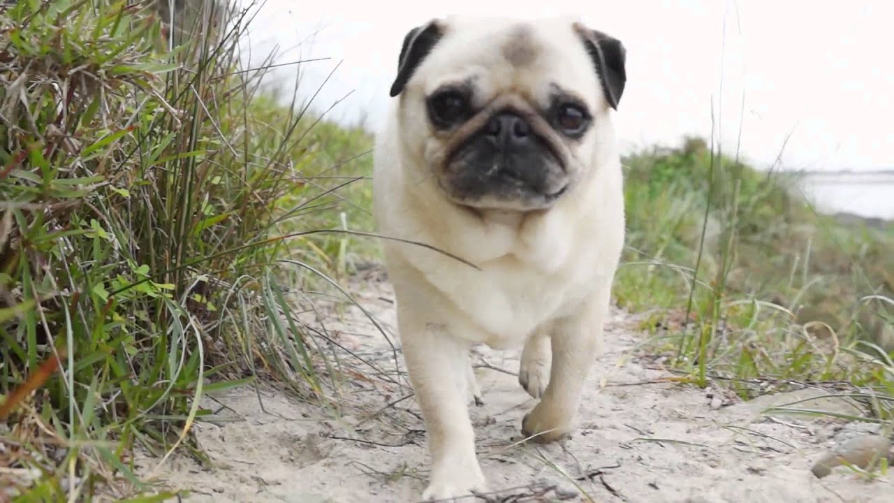 pugs sos rescued pugs on the with franklin salty pugs sos pugs sos rescued pugs on the with franklin salty pugs sos