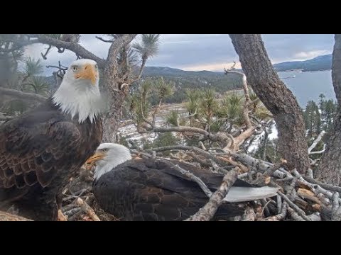 Big Bear Eagles ~ FUNNY SHADOW! Lays A STICK on Jackie's Back To Get Egg Time! 1.20.20