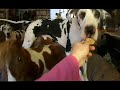 Great Danes & Mini Horse in the house