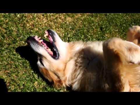 Max the Amazingly Happy Golden Retriever at Spotswood Aqis Quarantine Station 0 Golden Shepherds Have The Characteristic Of Being Affectionate