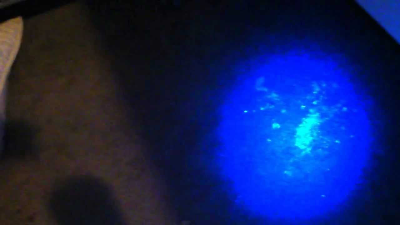 Blacklight under sperm color what is a What Kind