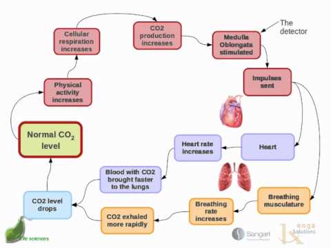 Human homeostasis: Part 3 - Regulation of carbon dioxide - YouTube