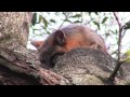 Tallahassee Museum: The Movie