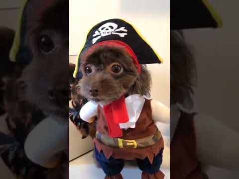 Funny Cute Cat Costumes for Christmas and New Year