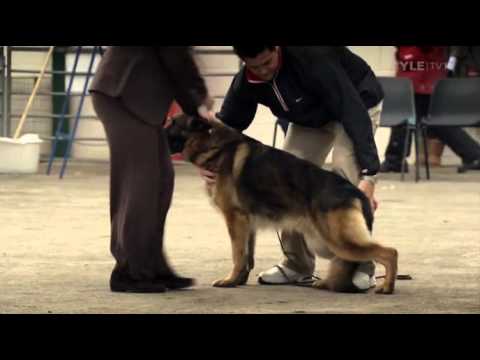 German Shepherd half dog half frog - cut from BBC Pedigree Dogs Exposed