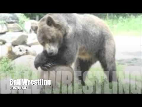 grizzly vs silverback strength