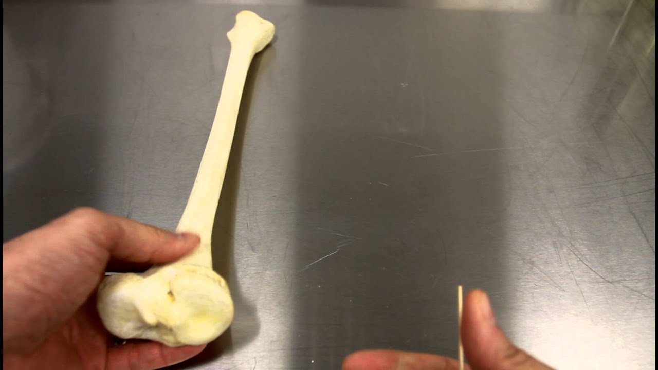Leg Bones Back View : Bones of the Leg, Knee, and Foot with Skin
