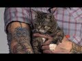 The Story of Lil BUB