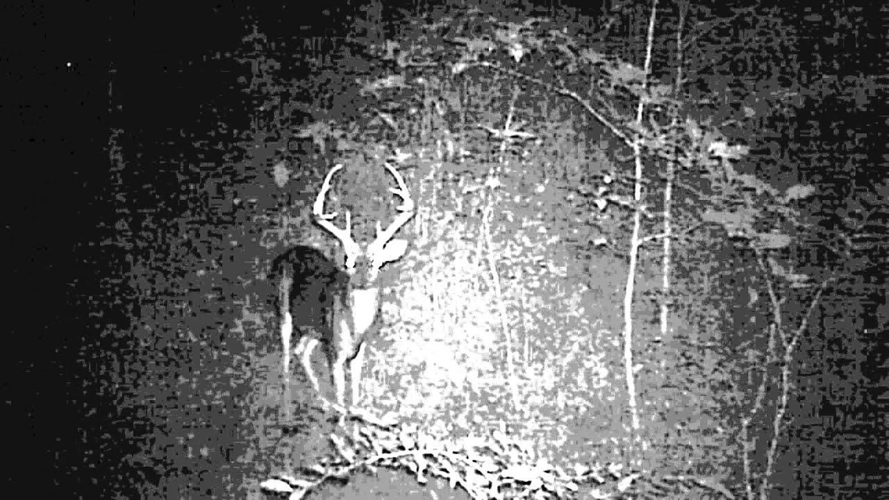 Infrared LED vs. Black Flash LED Trailcams YouTube