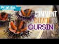 Comment ouvrir un oursin cuisine