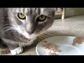 Ultimate 20 Min Cats Compilation 2013 - We Love Animals!