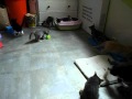 Les Chatons à l'adoption enfin en liberté ...