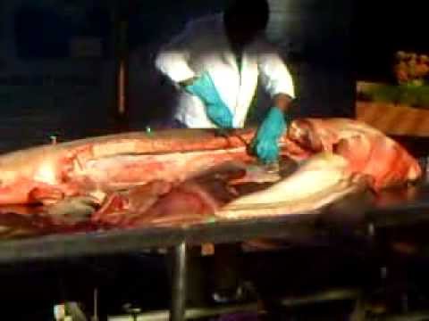 Amazing discovery in stomach of huge shark! - YouTube