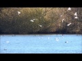 Les cormorans pêchent à la Chartre sur le Loir