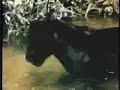 Thumbnail 1 for Pelea Entre Jaguar Y Anaconda Thumbnail 1 for Pelea Entre Jaguar Y Anaconda