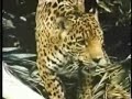 Thumbnail 2 for Pelea Entre Jaguar Y Anaconda Thumbnail 2 for Pelea Entre Jaguar Y Anaconda