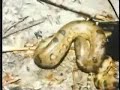 Thumbnail 3 for Pelea Entre Jaguar Y Anaconda Thumbnail 3 for Pelea Entre Jaguar Y Anaconda
