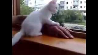 Como un gatito rescata la mano cuando cae desde el balcón