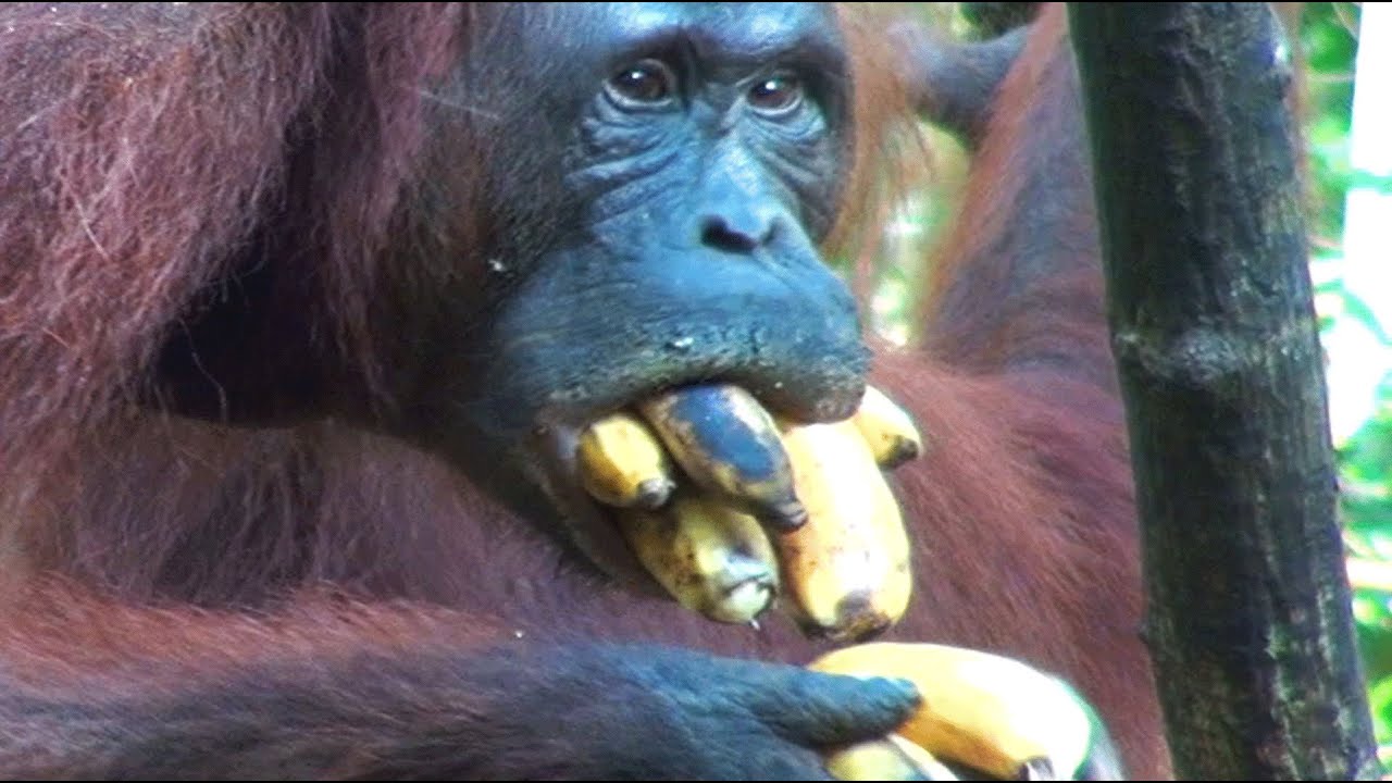 CRAZY APE STUFFS 10 BANANAS IN MOUTH - YouTube