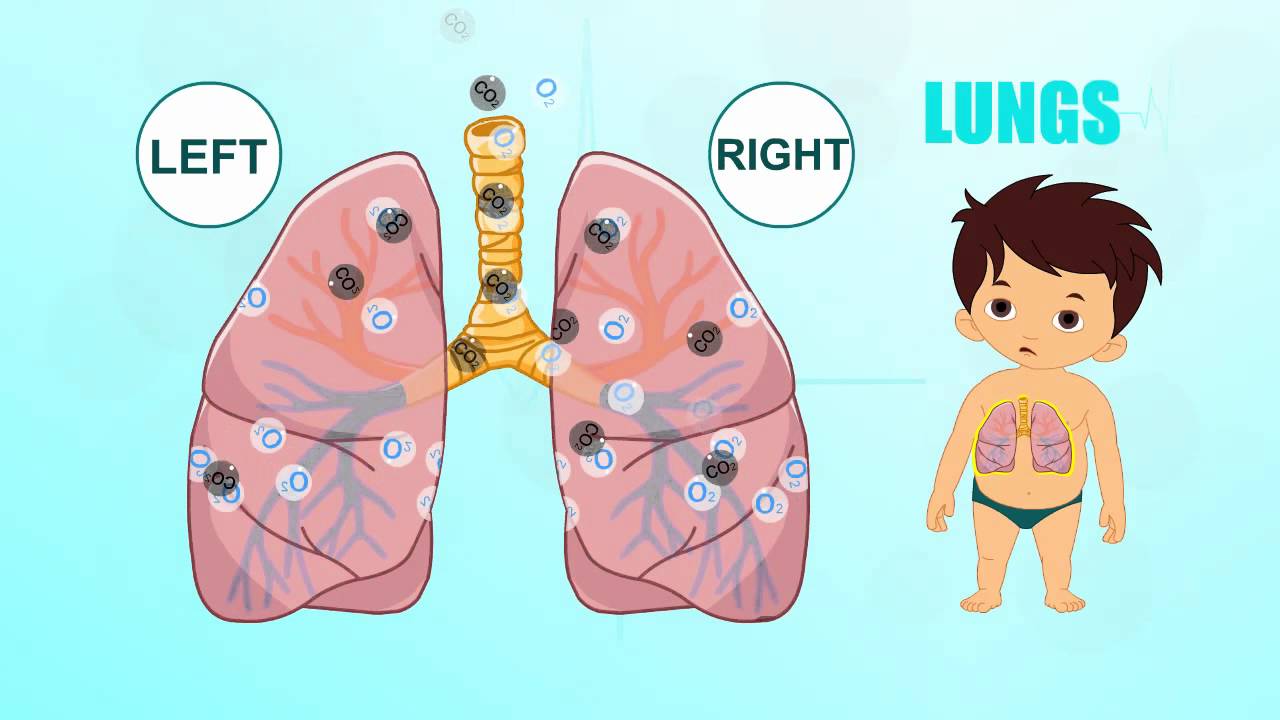 Lungs - Human Body Parts - Pre School - Animated Videos For Kids - YouTube