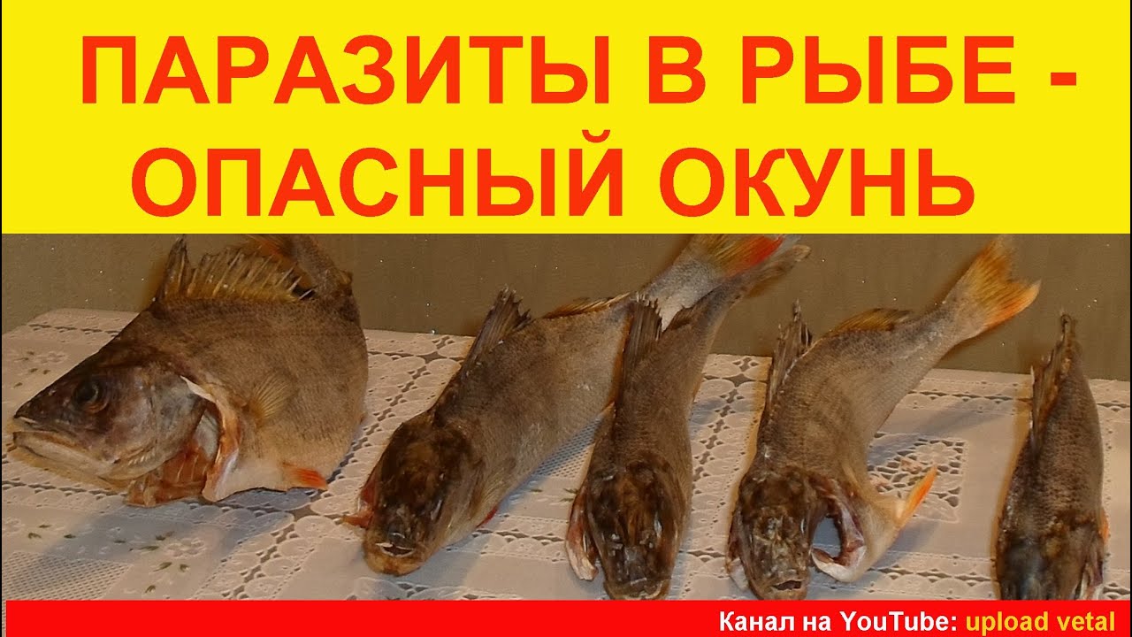 паразиты от рыбы паразиты от рыбы